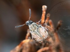 Acanthoscelides pallidipennis_имаго_3